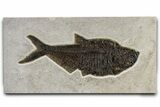 Large, Fossil Fish (Diplomystus) - Green River Formation #370904-1